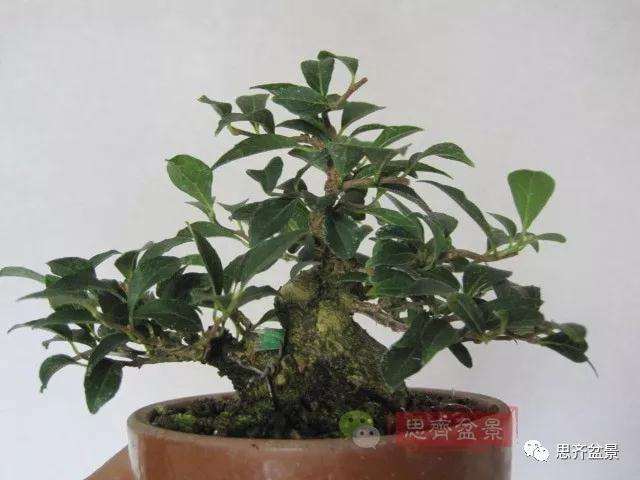 图解 野茉莉怎么制作成盆景的方法