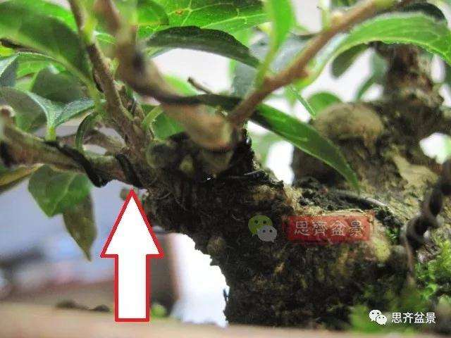 图解 野茉莉怎么制作成盆景的方法