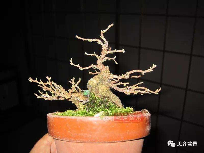 图解 野茉莉怎么制作成盆景的方法