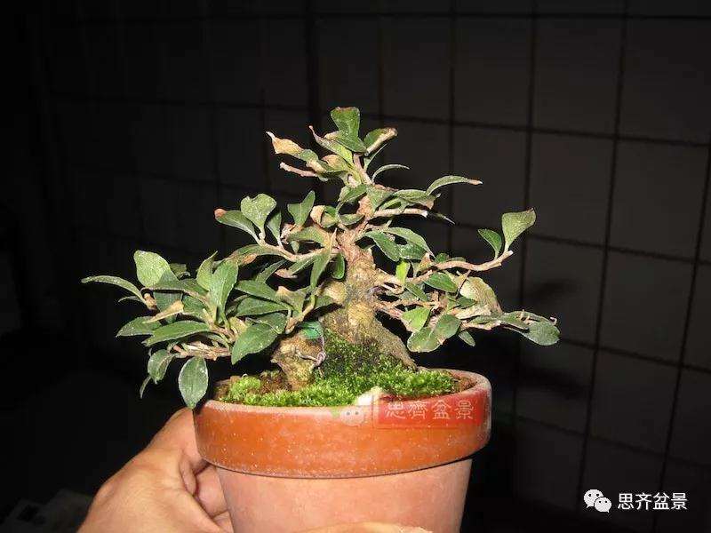 图解 野茉莉怎么制作成盆景的方法