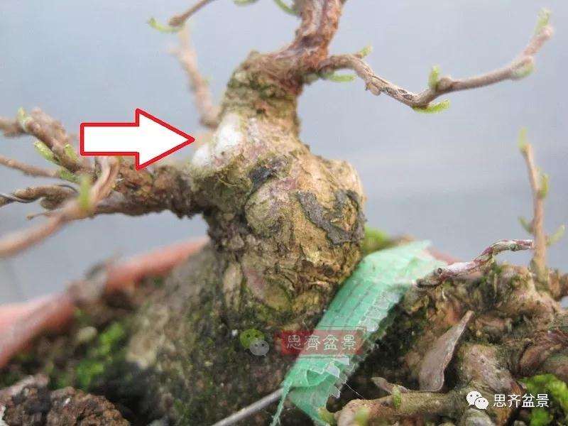 图解 野茉莉怎么制作成盆景的方法