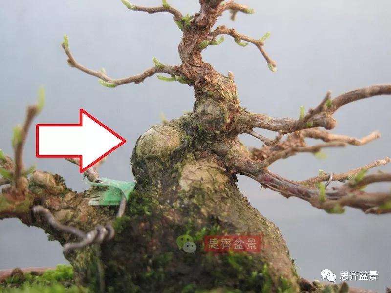 图解 野茉莉怎么制作成盆景的方法