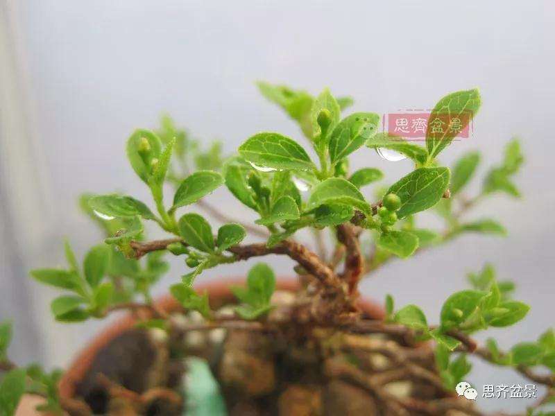 图解 野茉莉怎么制作成盆景的方法