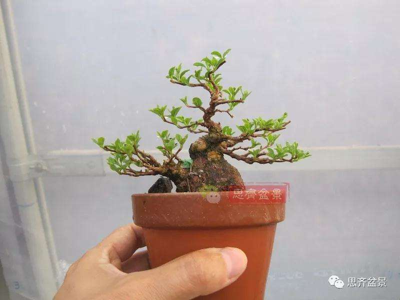 图解 野茉莉怎么制作成盆景的方法