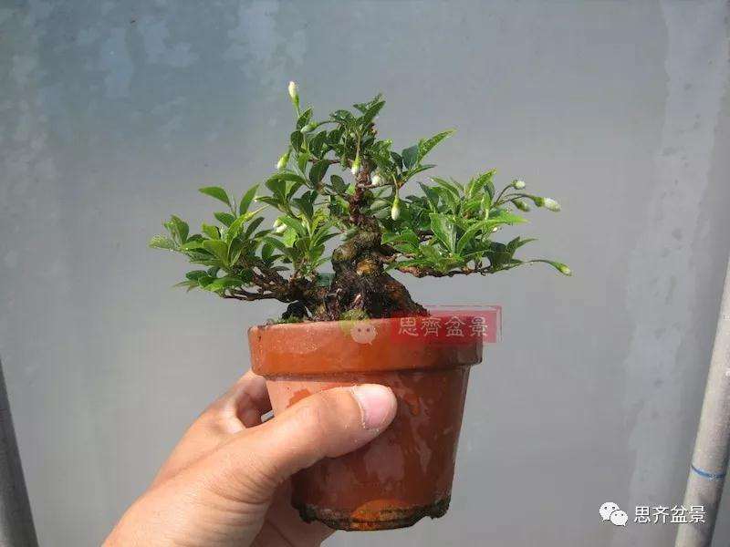 图解 野茉莉怎么制作成盆景的方法