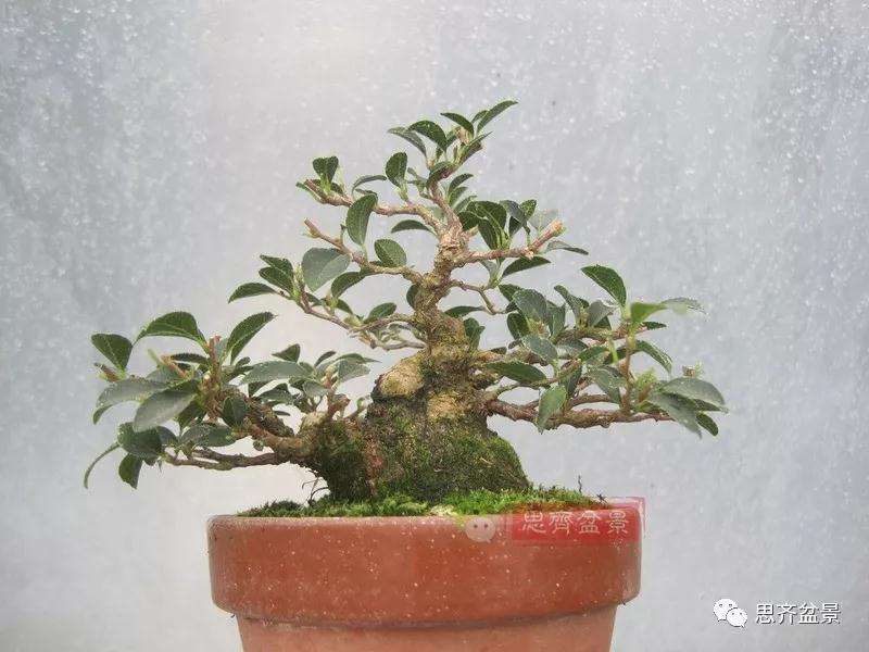 图解 野茉莉怎么制作成盆景的方法