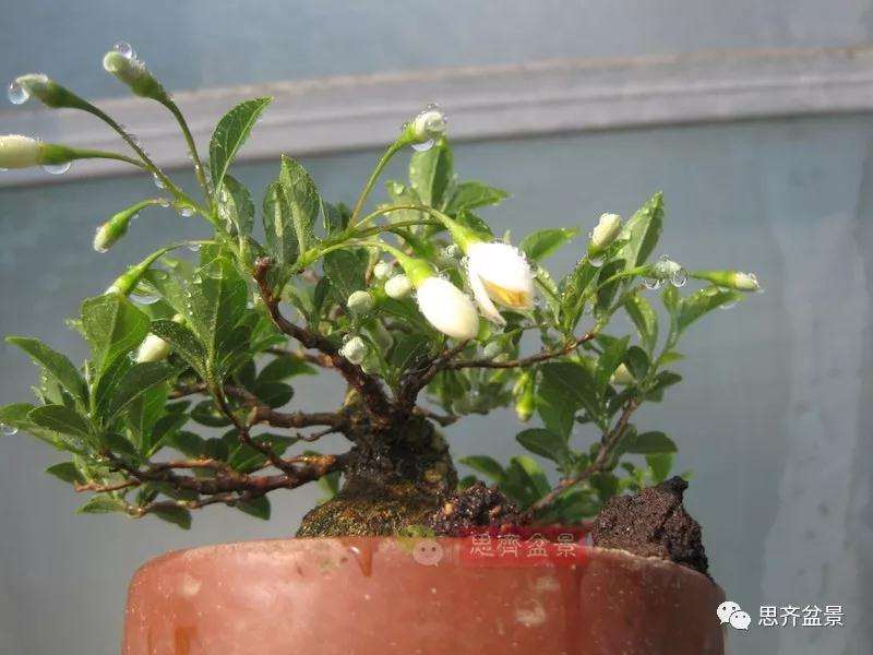 图解 野茉莉怎么制作成盆景的方法