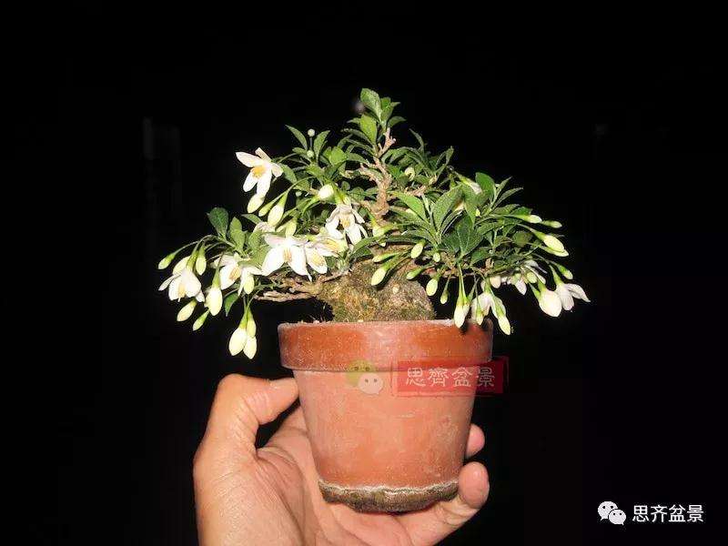 图解 野茉莉怎么制作成盆景的方法