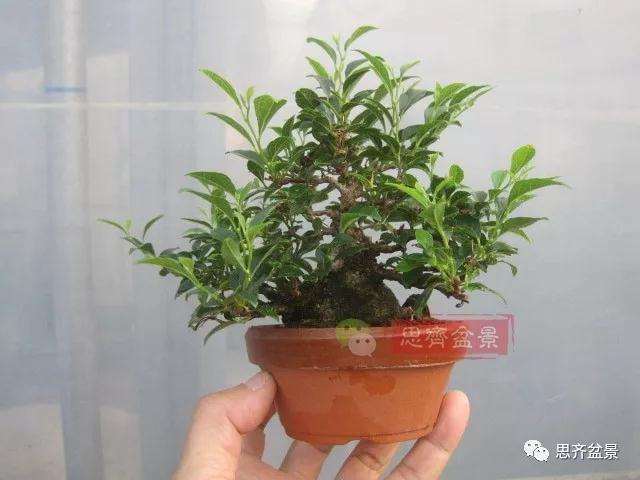 图解 野茉莉怎么制作成盆景的方法