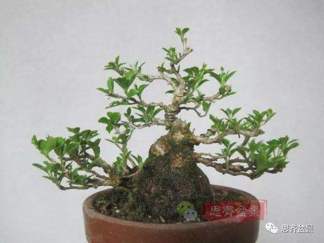 图解 野茉莉怎么制作成盆景的方法
