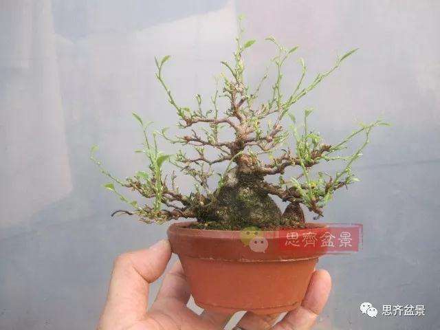 图解 野茉莉怎么制作成盆景的方法