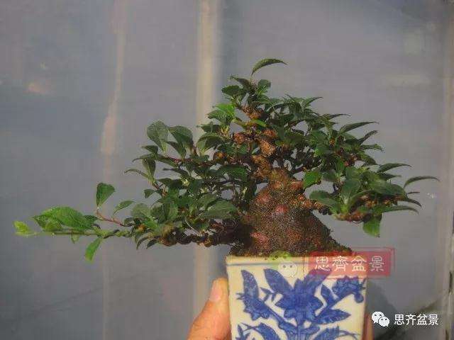 图解 野茉莉怎么制作成盆景的方法