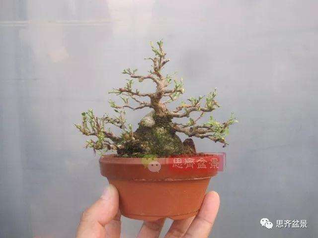 图解 野茉莉怎么制作成盆景的方法