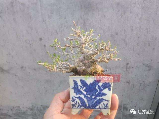 图解 野茉莉怎么制作成盆景的方法