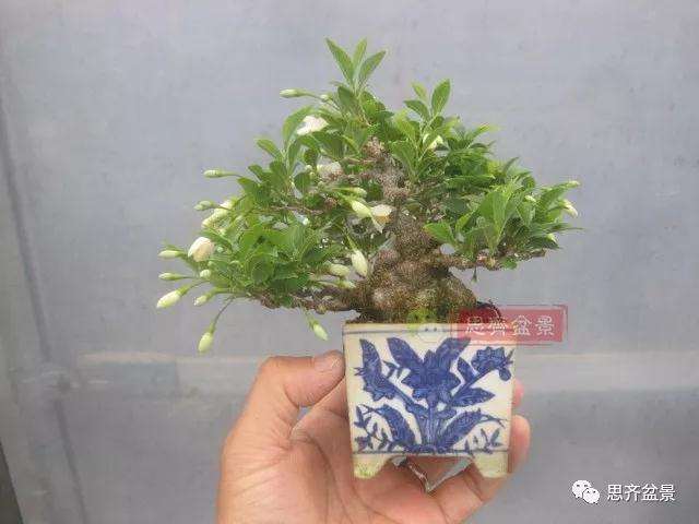 图解 野茉莉怎么制作成盆景的方法