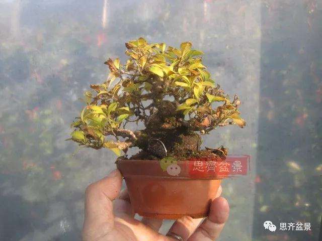 图解 野茉莉怎么制作成盆景的方法