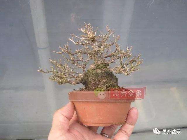 图解 野茉莉怎么制作成盆景的方法