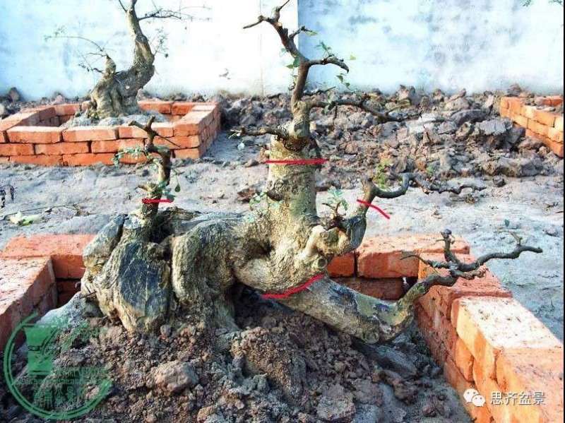 图解 对节白蜡盆景枝条怎么水路通畅