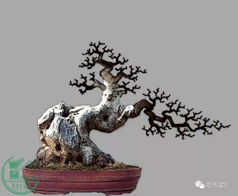 图解 对节白蜡盆景枝条怎么水路通畅