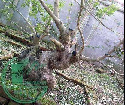 图解 对节白蜡盆景枝条怎么水路通畅