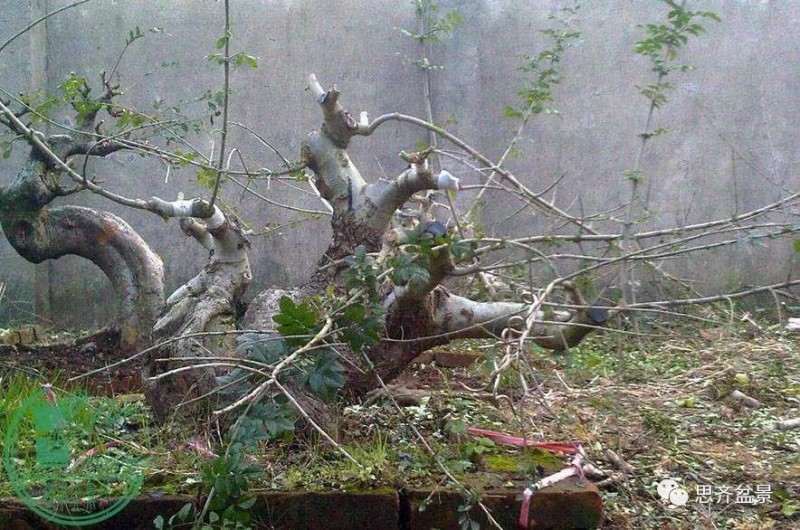 图解 对节白蜡盆景枝条怎么水路通畅