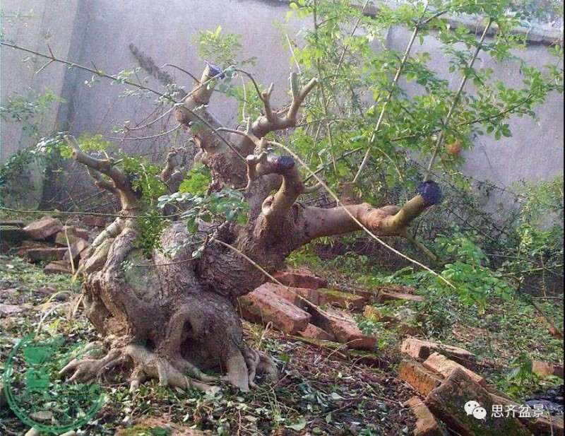 图解 对节白蜡盆景枝条怎么水路通畅