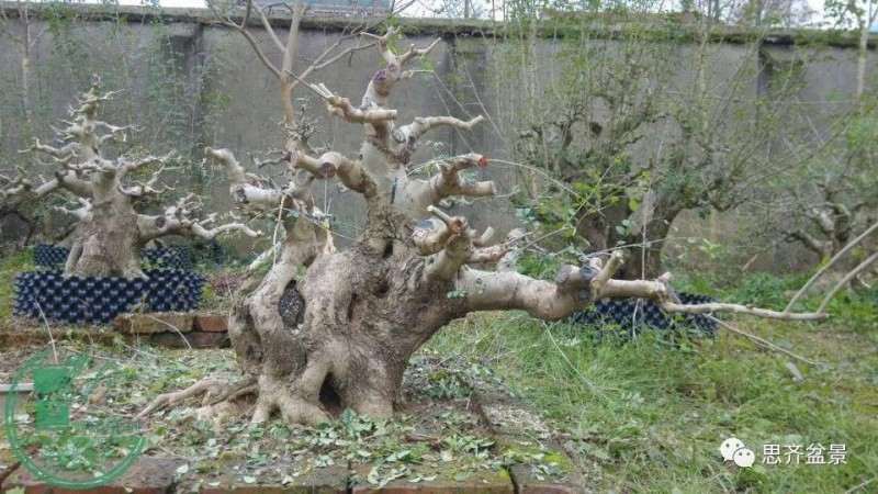 图解 对节白蜡盆景枝条怎么水路通畅