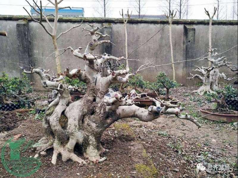 图解 对节白蜡盆景枝条怎么水路通畅