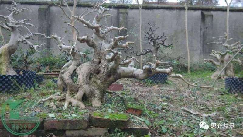 图解 对节白蜡盆景枝条怎么水路通畅