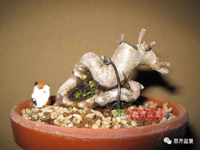 图解 一棵微型白花长寿梅盆景的培养方法