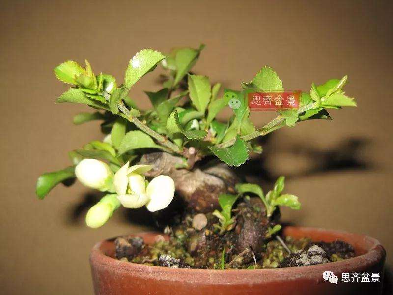 图解 一棵微型白花长寿梅盆景的培养方法