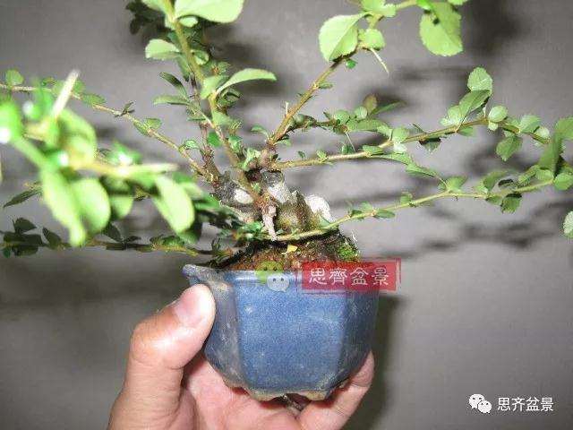 图解 一棵微型白花长寿梅盆景的培养方法