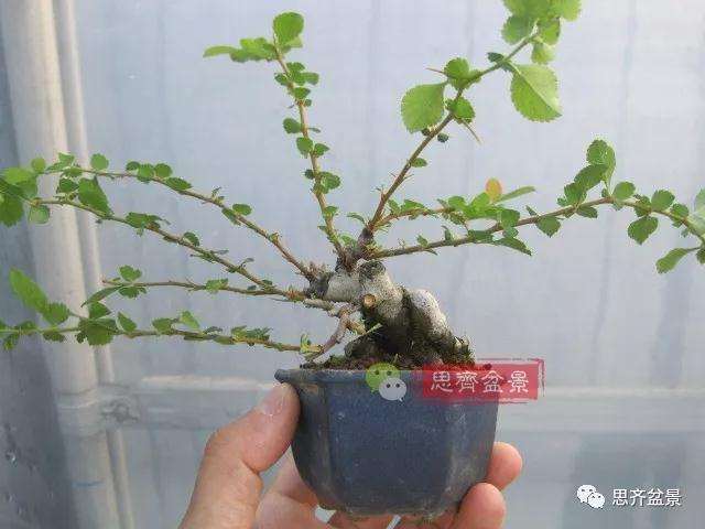 图解 一棵微型白花长寿梅盆景的培养方法