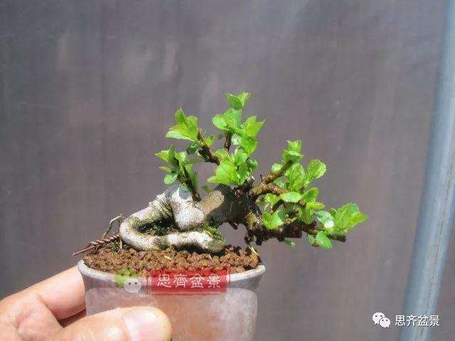 图解 一棵微型白花长寿梅盆景的培养方法