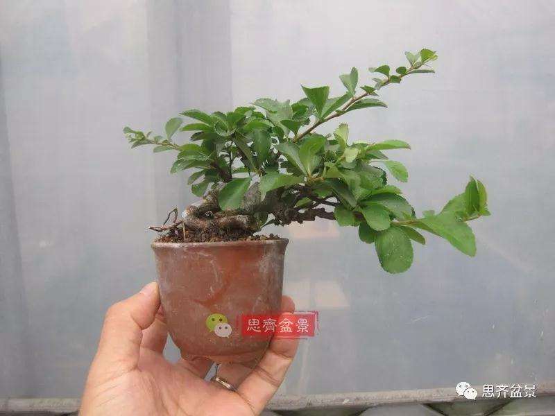 图解 一棵微型白花长寿梅盆景的培养方法