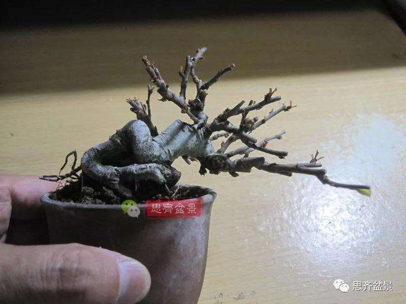 图解 一棵微型白花长寿梅盆景的培养方法
