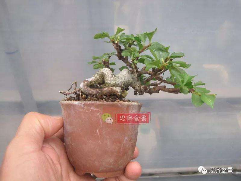 图解 一棵微型白花长寿梅盆景的培养方法