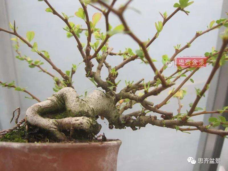 图解 一棵微型白花长寿梅盆景的培养方法