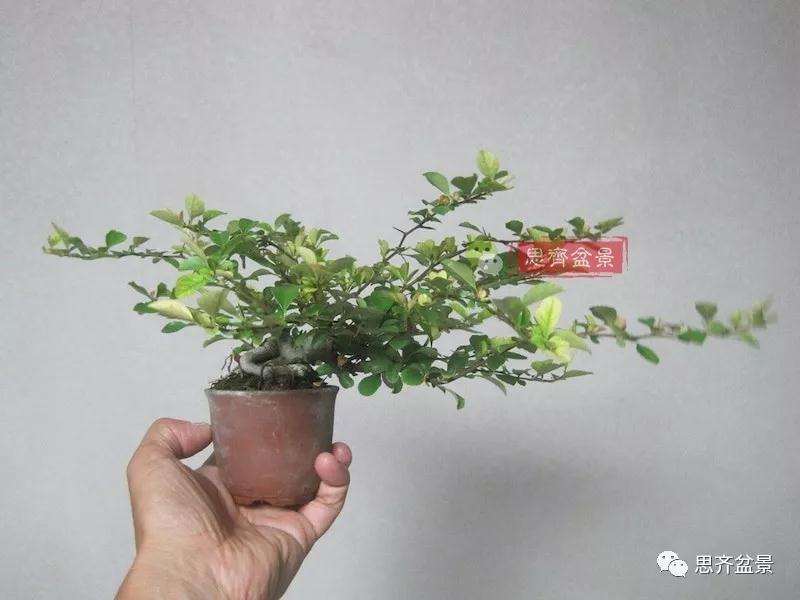 图解 一棵微型白花长寿梅盆景的培养方法
