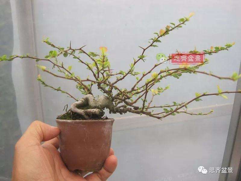 图解 一棵微型白花长寿梅盆景的培养方法