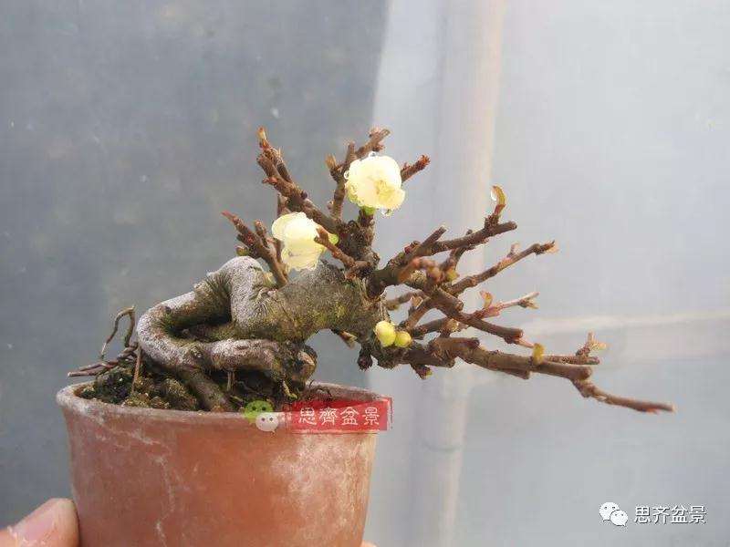 图解 一棵微型白花长寿梅盆景的培养方法