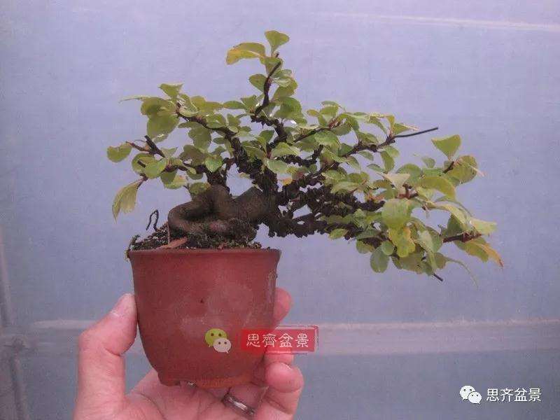 图解 一棵微型白花长寿梅盆景的培养方法