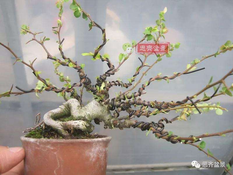 图解 一棵微型白花长寿梅盆景的培养方法