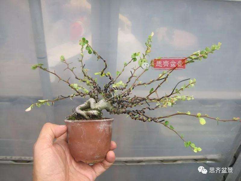 图解 一棵微型白花长寿梅盆景的培养方法