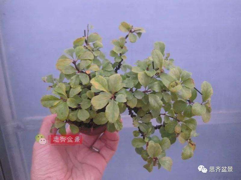 图解 一棵微型白花长寿梅盆景的培养方法