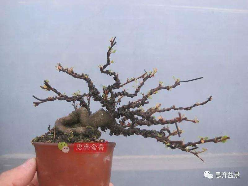 图解 一棵微型白花长寿梅盆景的培养方法