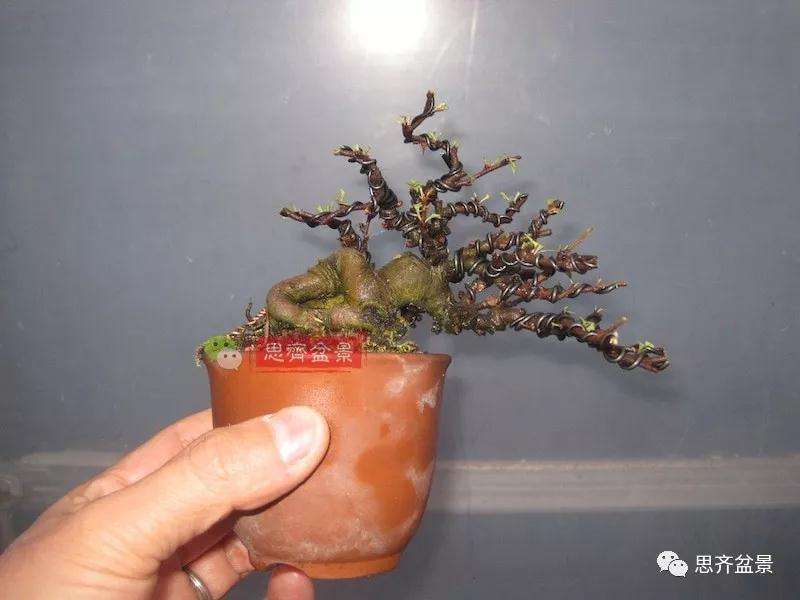 图解 一棵微型白花长寿梅盆景的培养方法