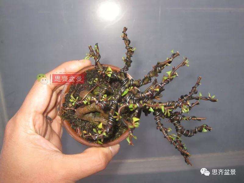 图解 一棵微型白花长寿梅盆景的培养方法