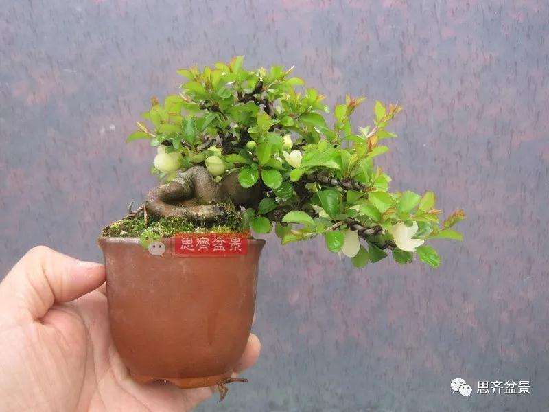 图解 一棵微型白花长寿梅盆景的培养方法