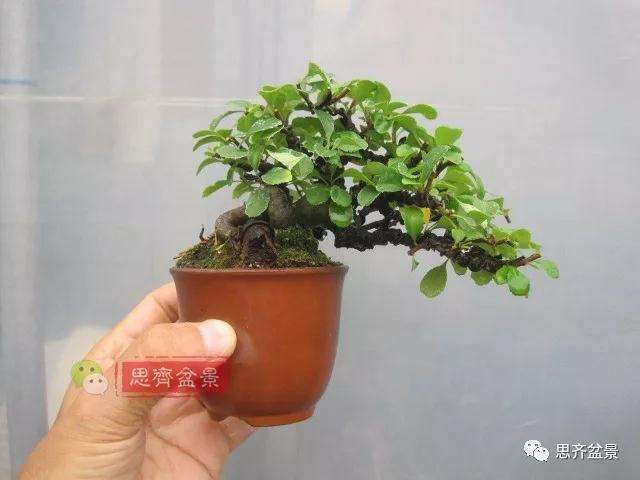 图解 一棵微型白花长寿梅盆景的培养方法